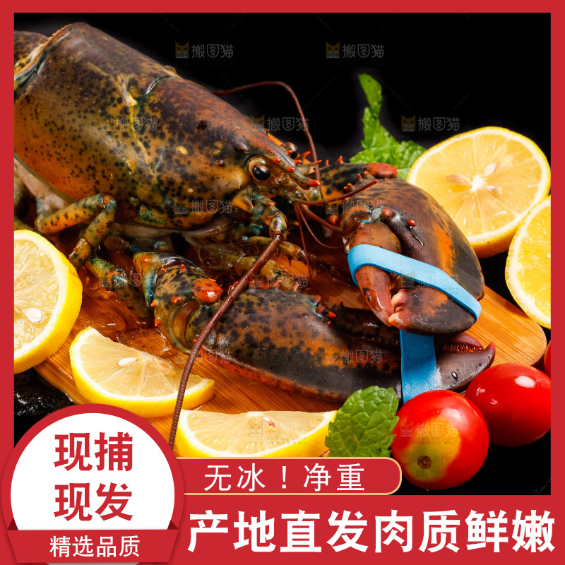 黑底上放着波士顿龙虾