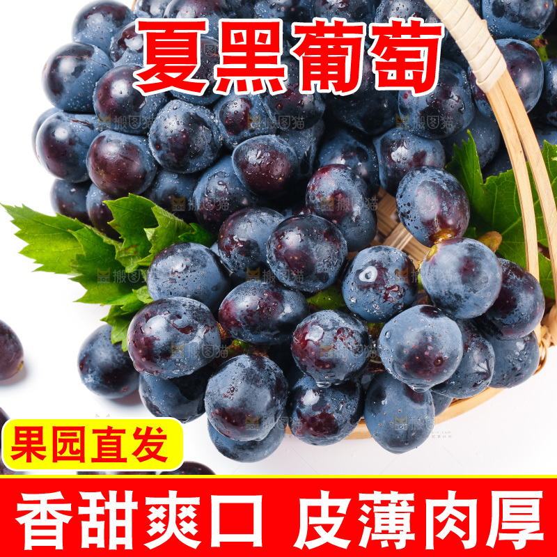 一篮新鲜夏黑放在白底上