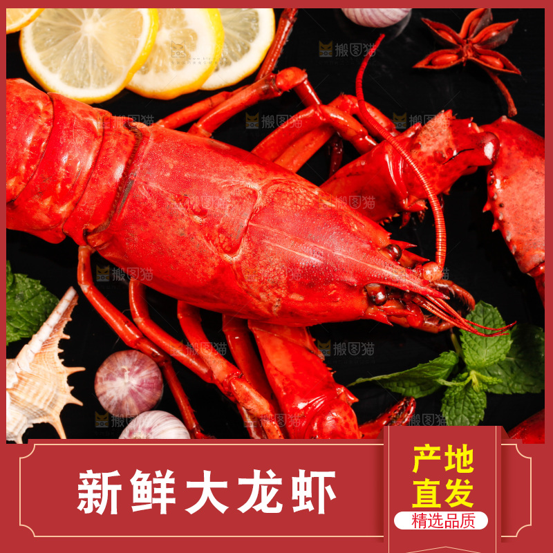 黑底上放着澳洲大龙虾