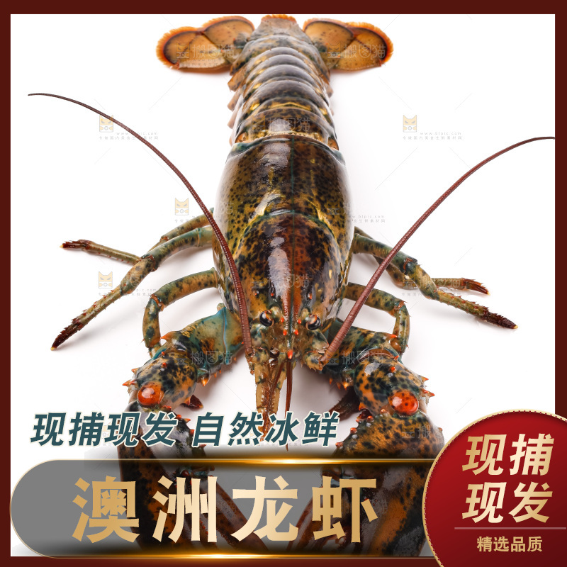 白底上的澳洲龙虾