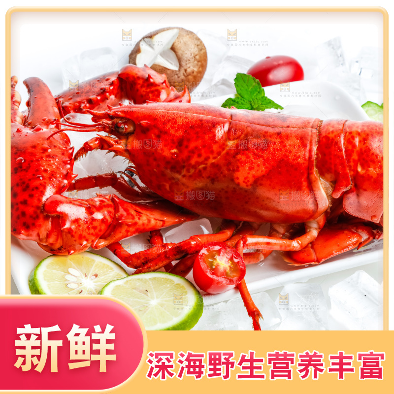浅底上的澳洲大龙虾