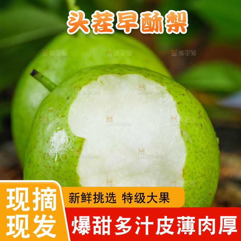 木底上放着陕西早酥梨