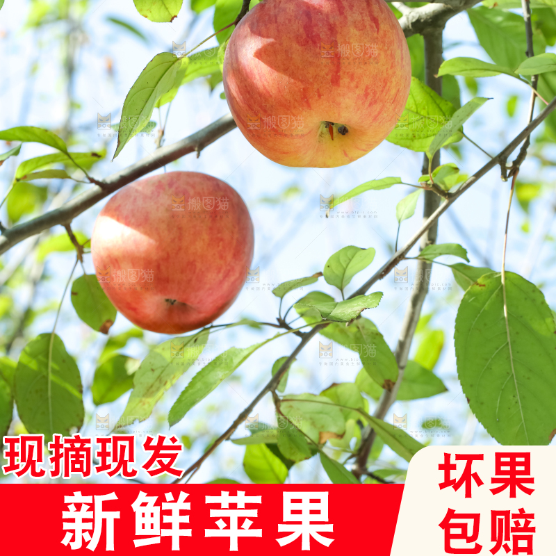 树上挂着冰糖心苹果
