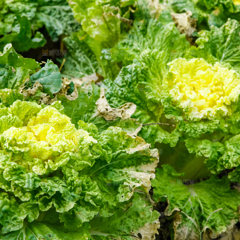 地里种着蔬菜