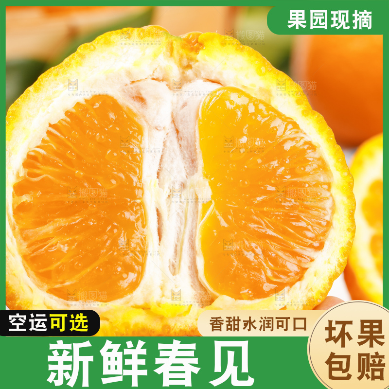 浅底上的春见耙耙柑