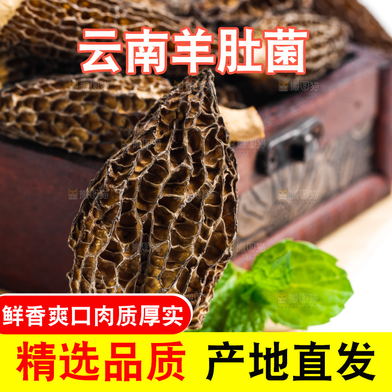 浅底上的云南羊肚菌