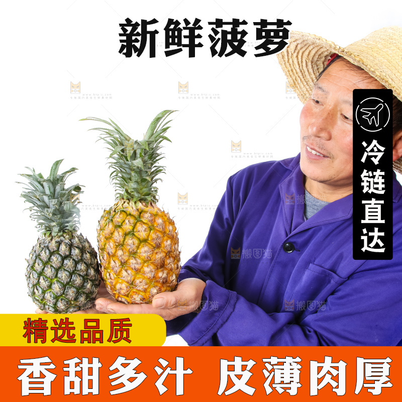 农民手里拿着香水菠萝