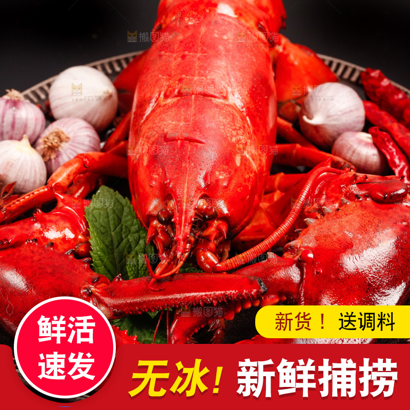黑底上放着澳洲大龙虾