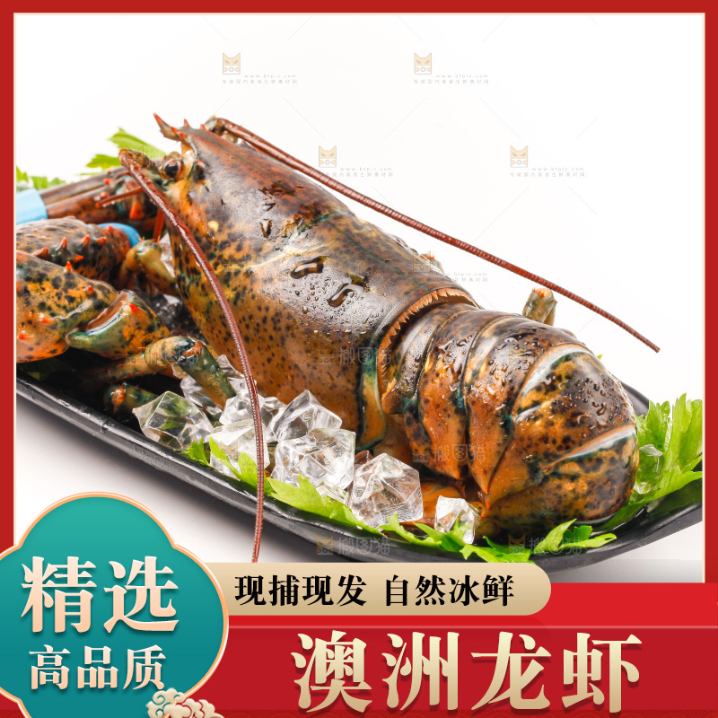 一盘澳洲大龙虾放在白底上