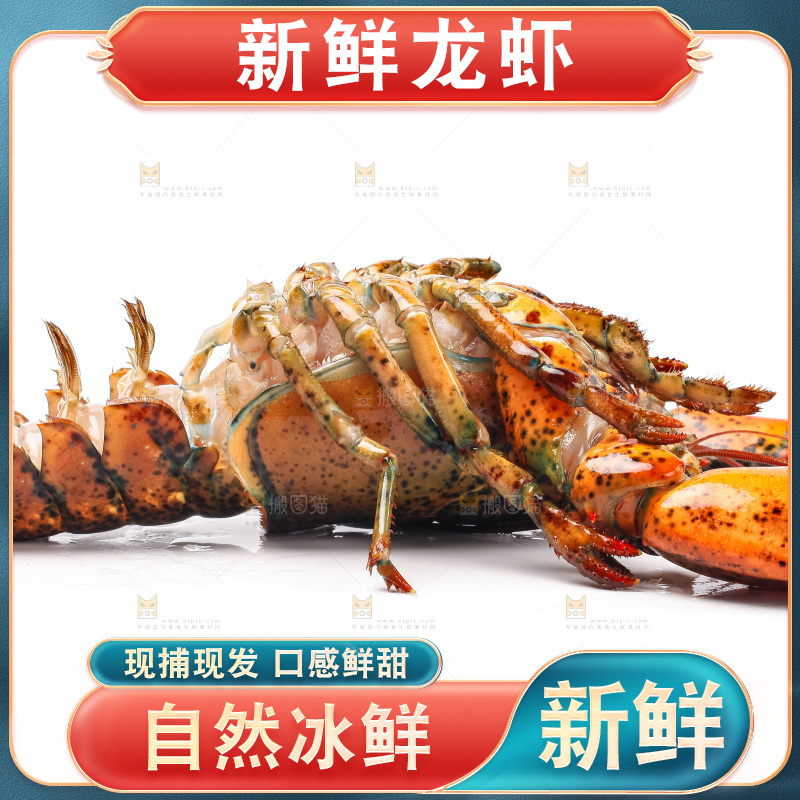 白底上的龙虾