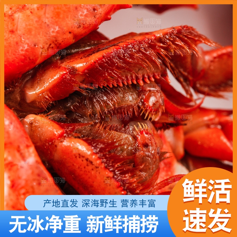 白底上放着澳洲龙虾