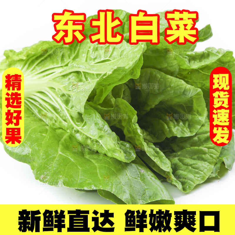 白底上放着大白菜