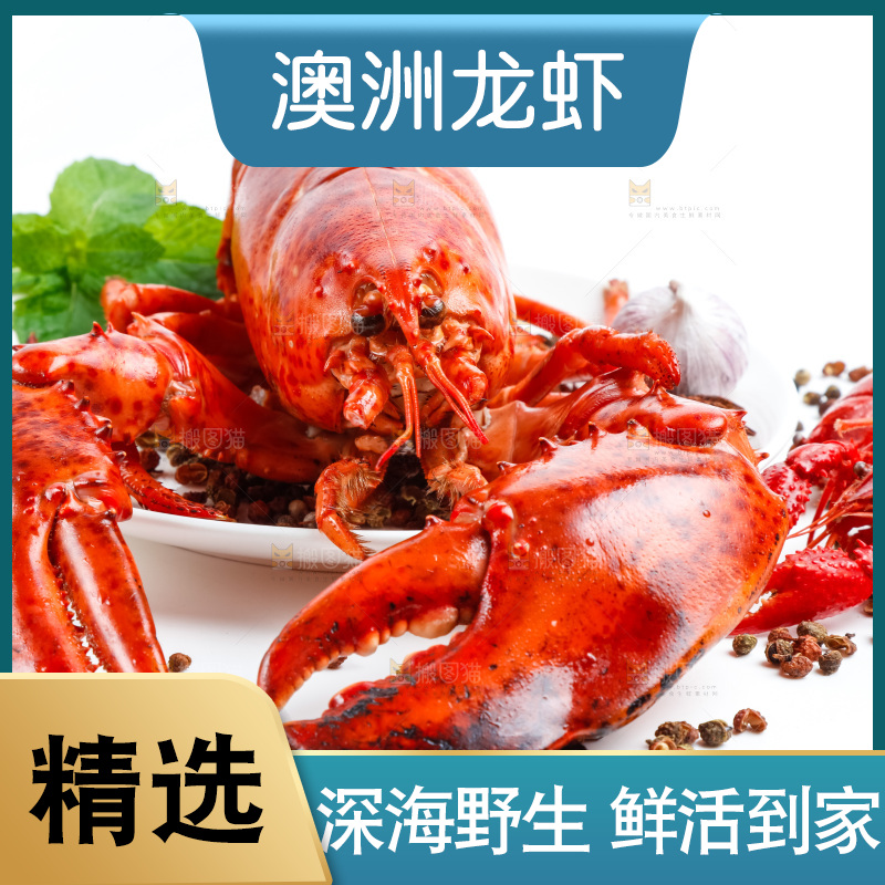 白底上放着澳洲大龙虾