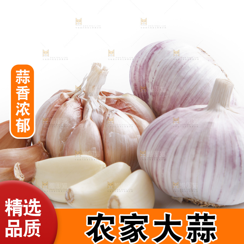 白底上的山东大蒜头