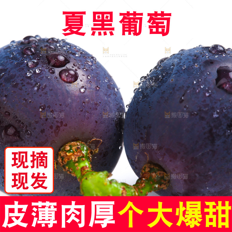 新鲜夏黑葡萄放在白底上