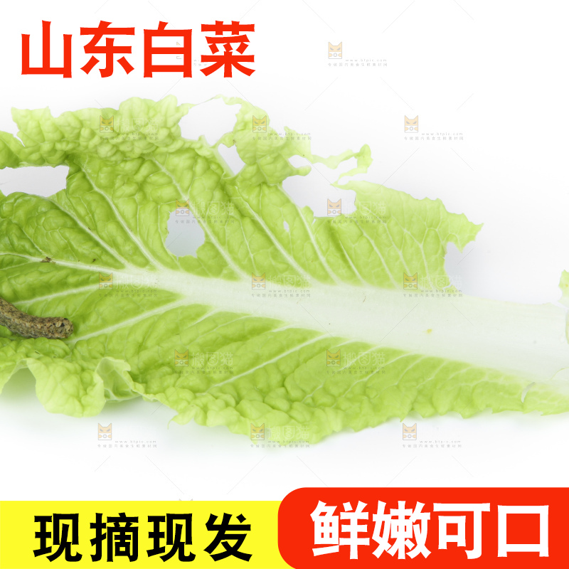 白底上放着大白菜