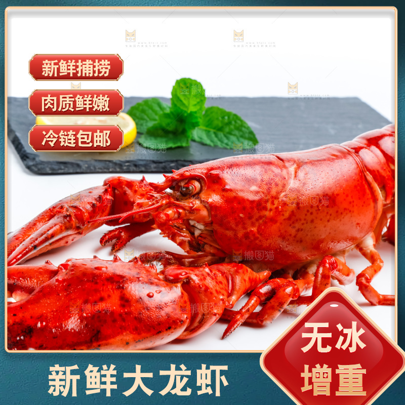 白底上的波士顿大龙虾