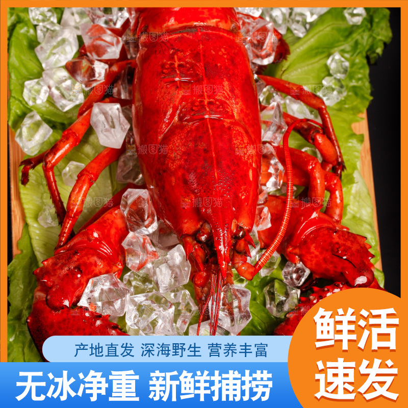 黑底上放着一盘澳洲大龙虾