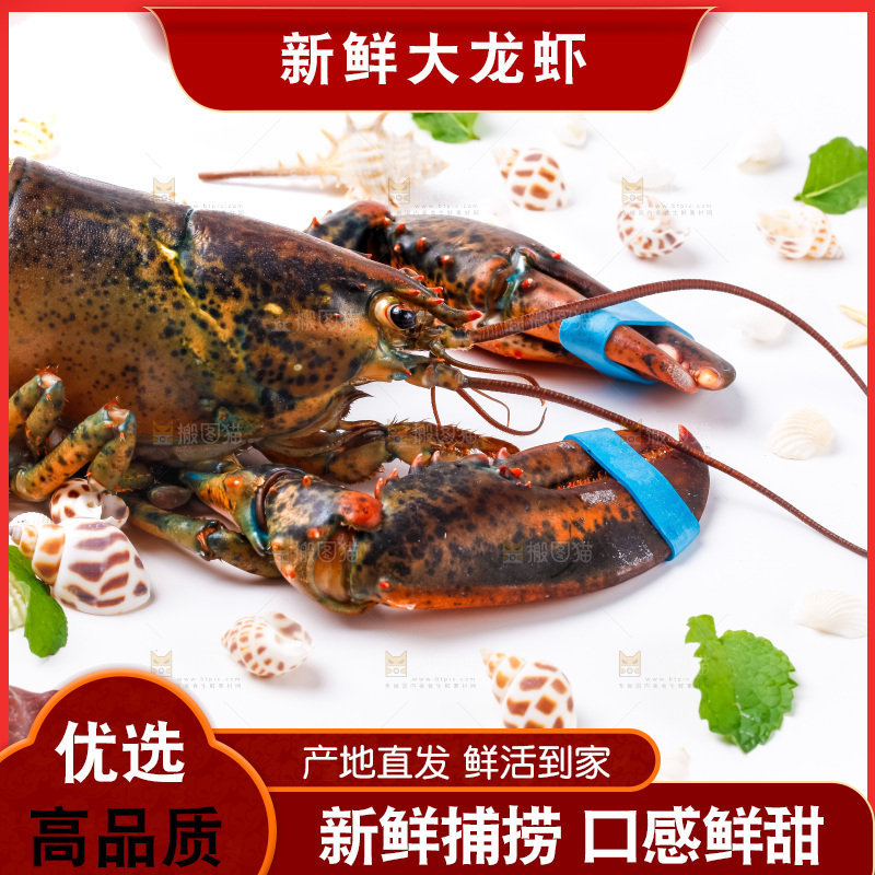 浅底上的澳洲龙虾