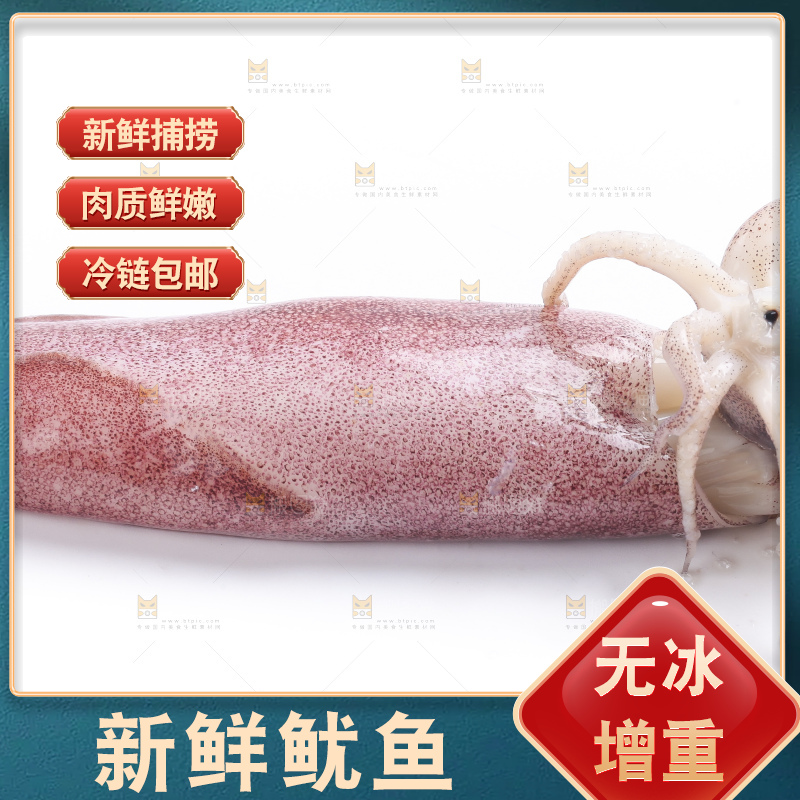白底上的鱿鱼