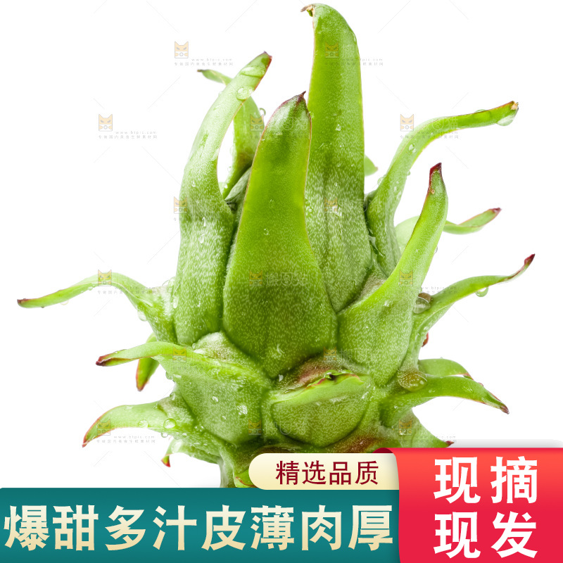 白底上的火龙果