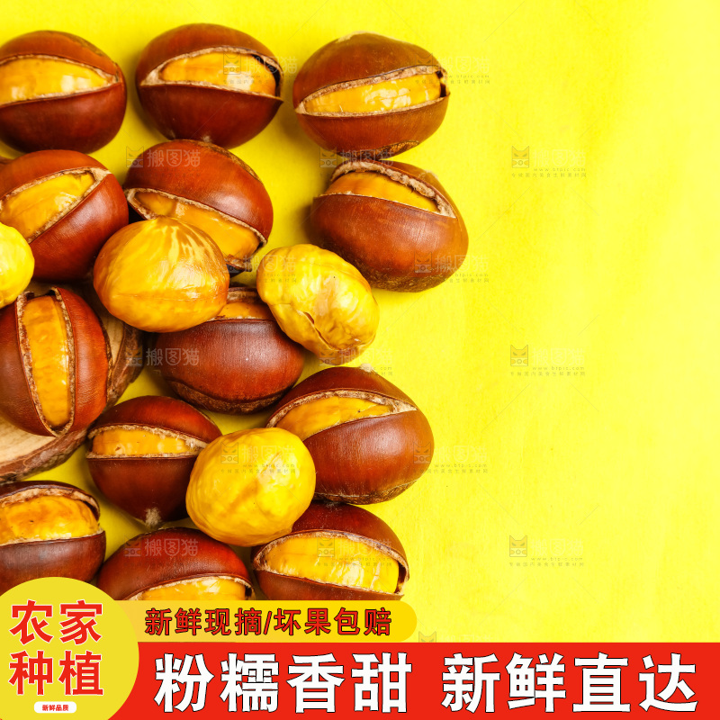 黄底上放着迁西板栗