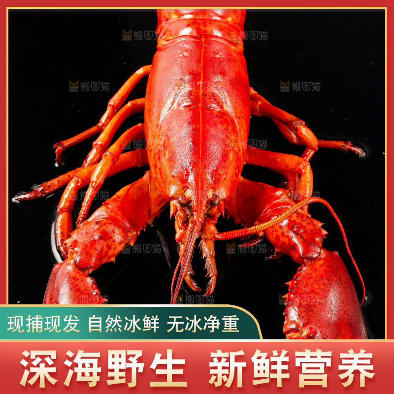 黑底上放着波士顿龙虾