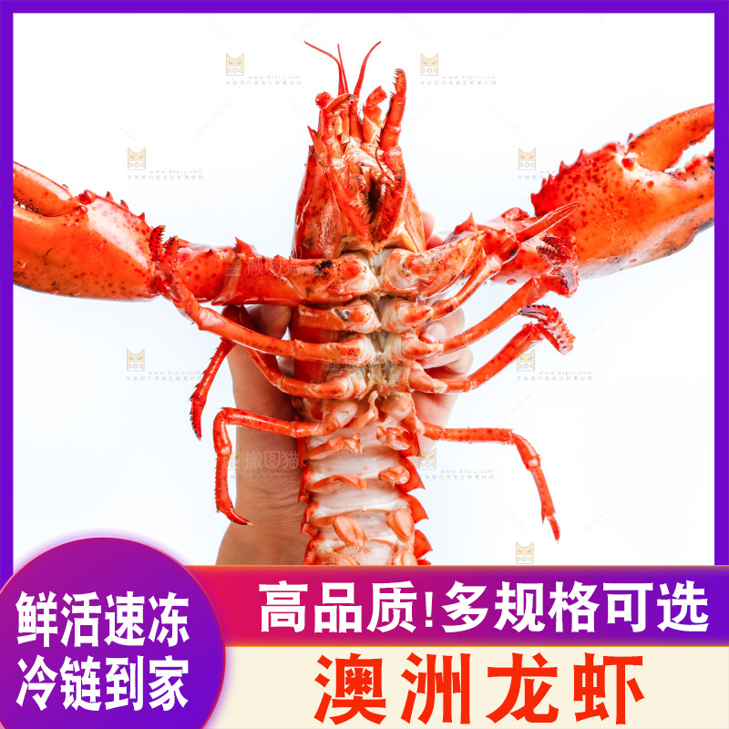 手拿澳洲大龙虾