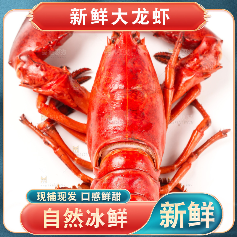 白底上放着澳洲龙虾