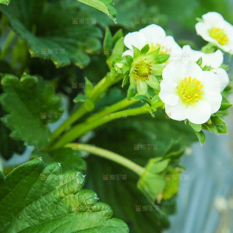 草莓种植基地