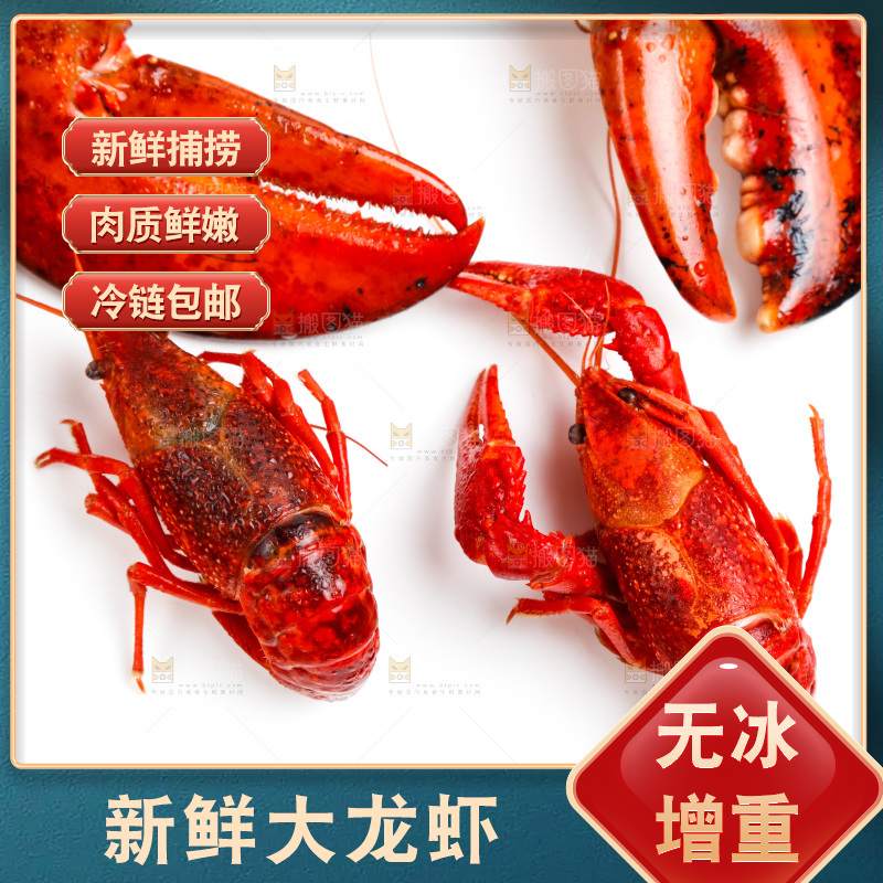 白底上的波士顿大龙虾