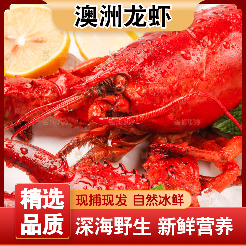 白底上放着澳洲大龙虾