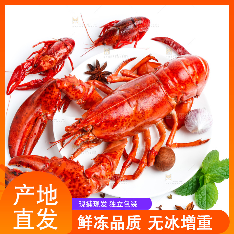 浅底上放着波士顿大龙虾