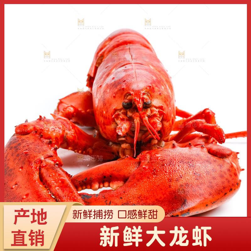 白底上的大龙虾
