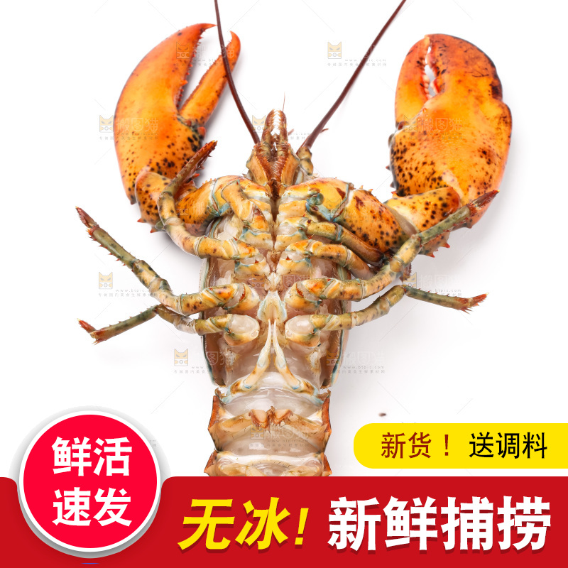 白底上的澳洲龙虾