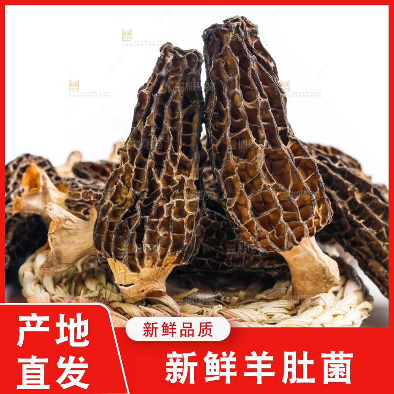 浅底上的云南羊肚菌