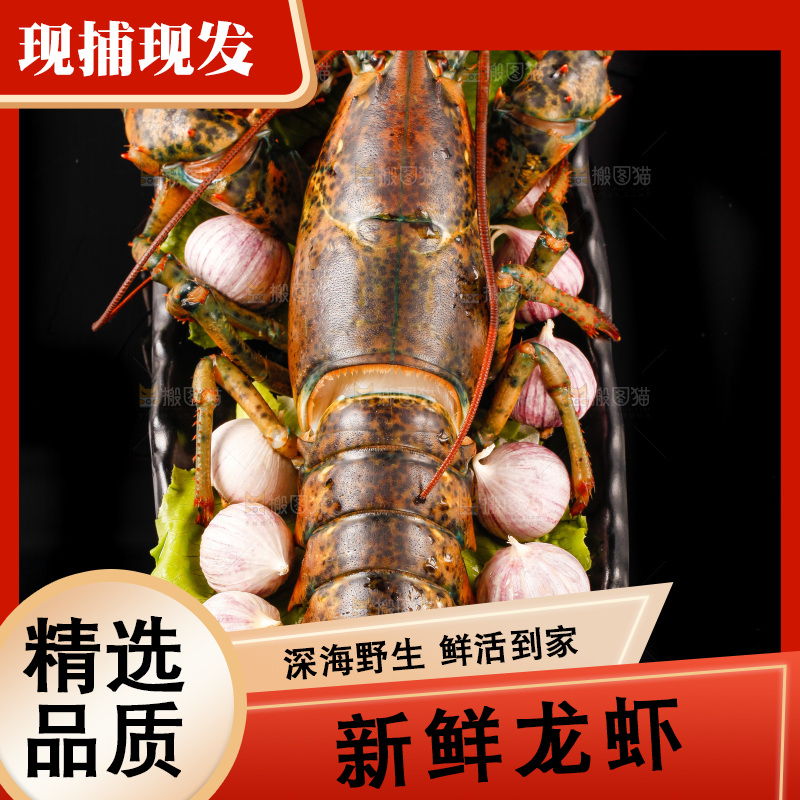 黑底上放着一盘波士顿大龙虾