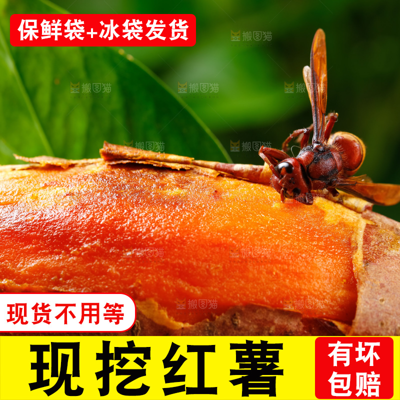 深底上的红薯