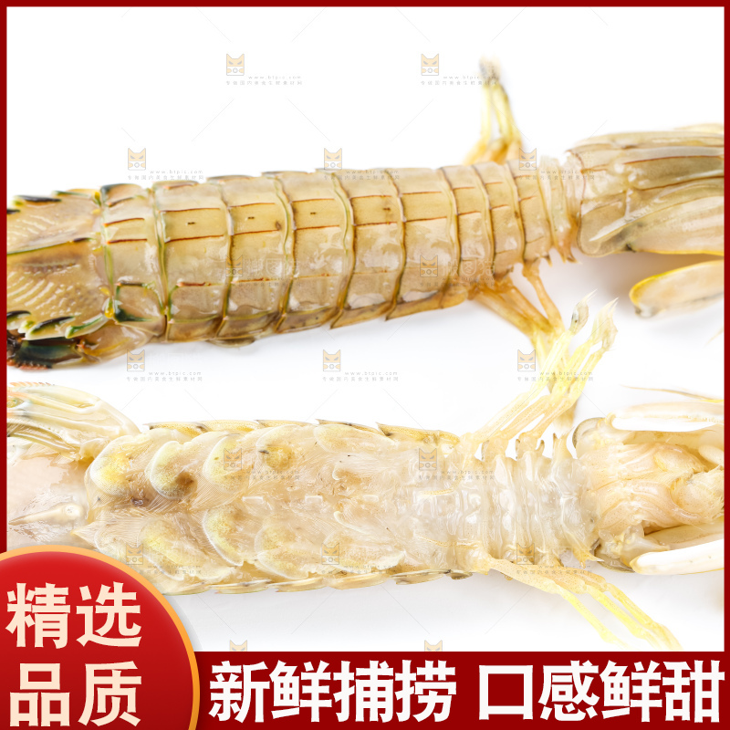 白底上的濑尿虾