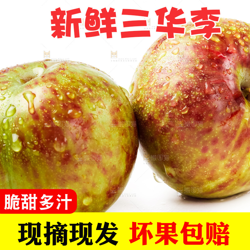 白底上的三华李