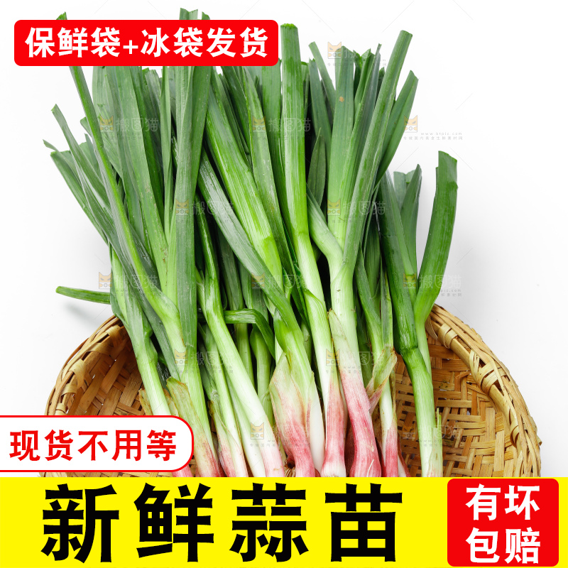 白底上的新鲜蒜苗