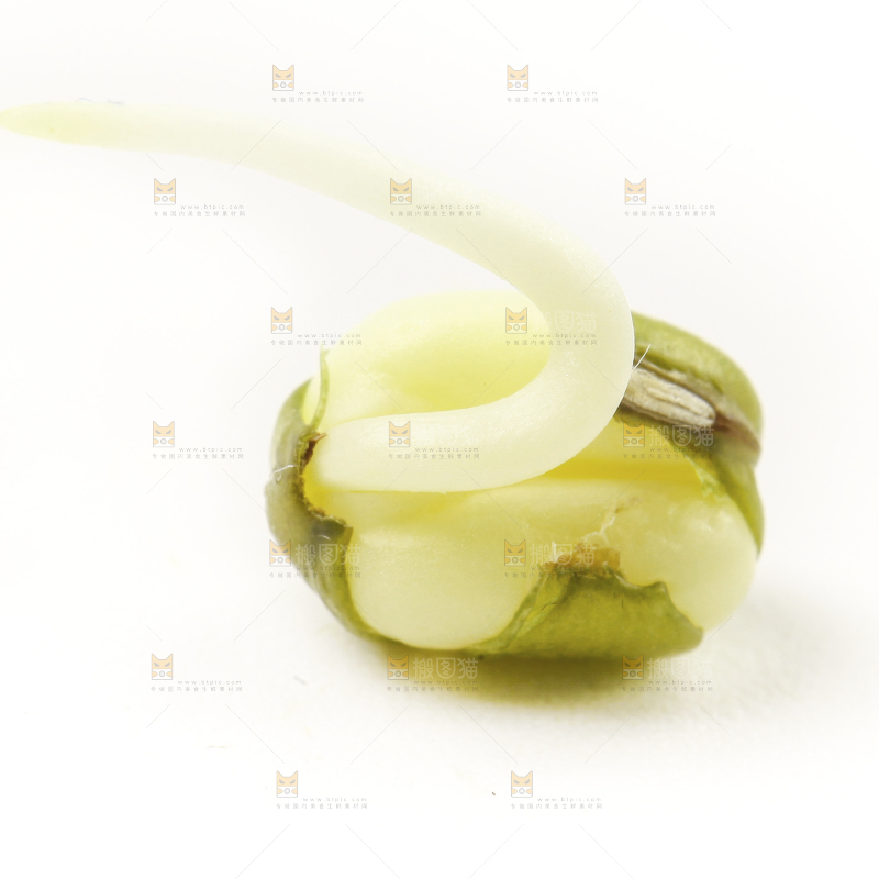 白底上的绿豆芽