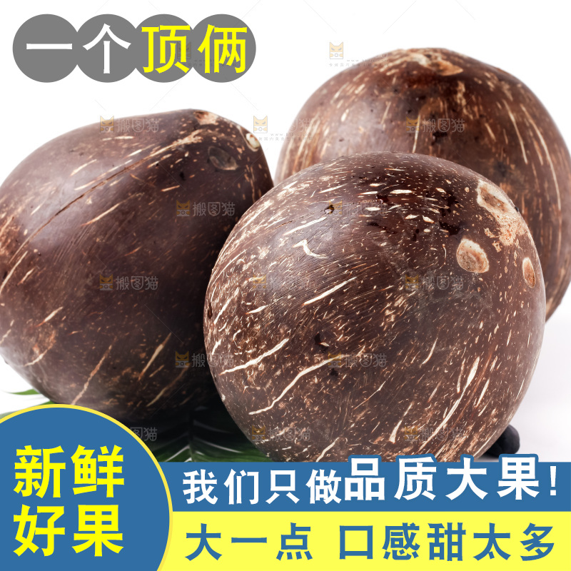 浅底上的椰皇