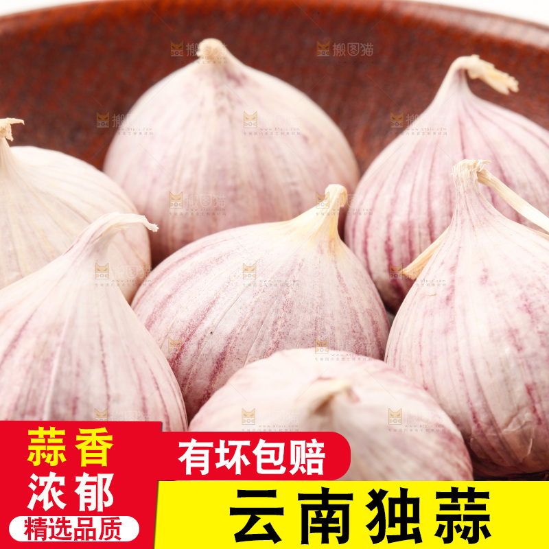 浅底上的独蒜