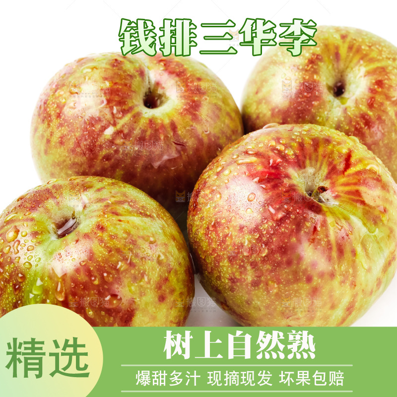 白底上的三华李