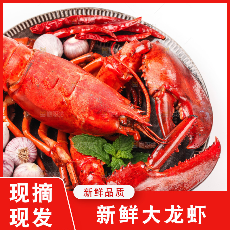 澳洲大龙虾放在白底上