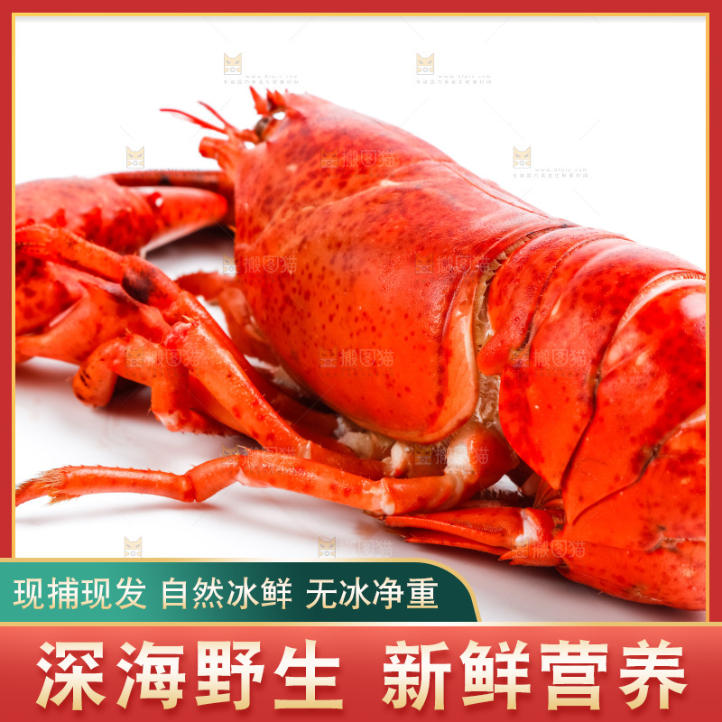 白底上的大龙虾