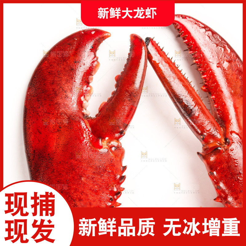 白底上放着澳洲龙虾