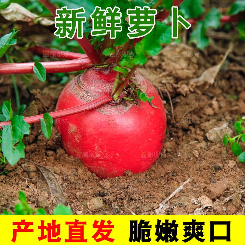 地里种着红萝卜