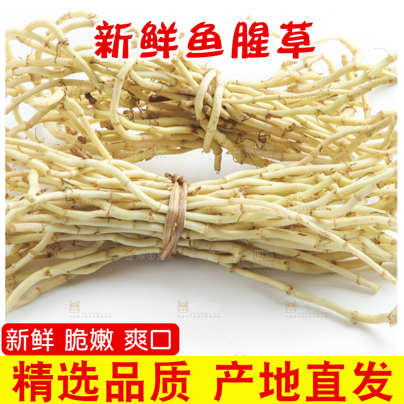 白底上的鱼腥草